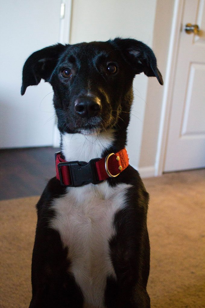 benny-2