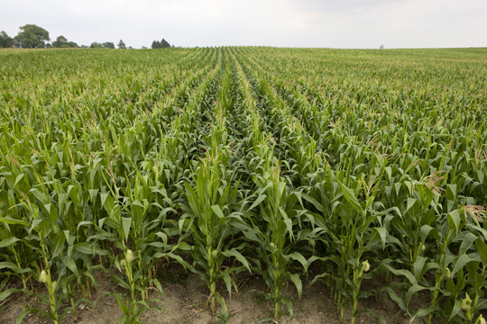 corn field