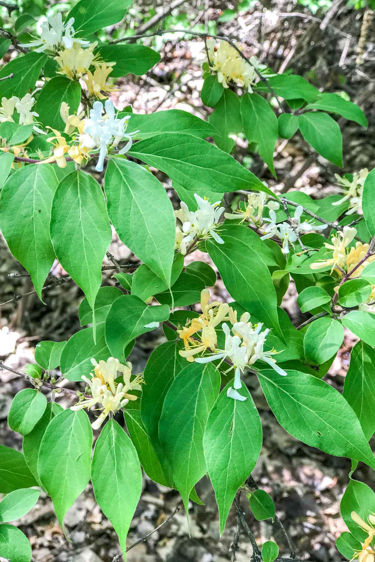 Honeysuckle Bush with blossoms