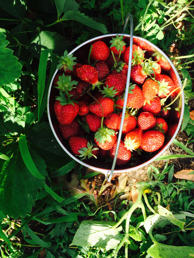 bucket of strawberries